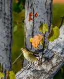 Chiffchaff