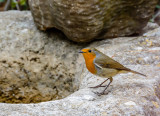 Little Robin