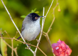 Sardinian Warbler