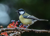 Great Tit