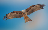 Black Kite with prey