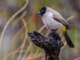 When raining, push your ISO up said the Bulbul...