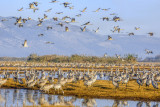 Cranes across the sky