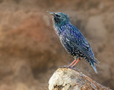 Starling