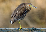 Night Heron (young)