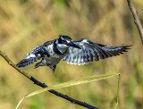 Pied Kingfisher