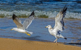 Playful seagulls