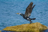 Great Cormorant