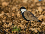 Spur-Winged Lapwing 