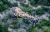 The eagle II