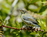 Sunbird (female)