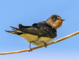 Yet another swallow