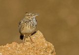 Lark in brown