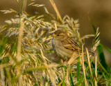 Home Sparrow