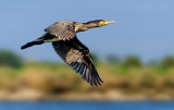 The Great Cormorant