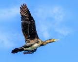 The Great Cormorant