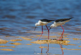 Black winged stilts