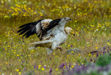 Egyptian Vulture