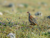 Red Legged Partridge