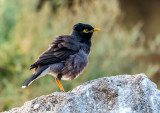 Myna