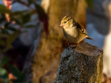 Chaffinch