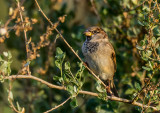 The spying sparrow