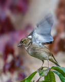 Posing on the peach tree