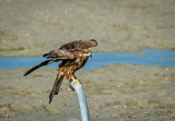 Perched on a Pipe