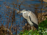 Grey heron on a grey day