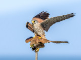 Mating