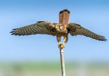 Balance