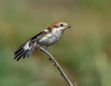 Red Head Shrike