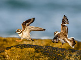 Ringed Plovers at the Beach