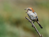 A Jittery Red Head