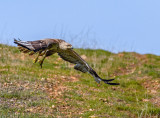 Long Legged Buzzard