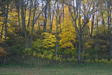 Fall Colors1.jpg