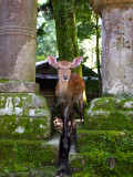 067 Nara Deer