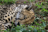 Cheetah Asleep