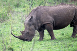 Hluhluwe Rhino