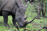 Rhino Up Close