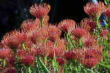 Flora