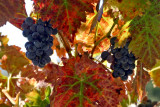 Autumn Grapes