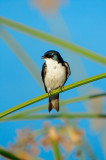 Tree Swallow