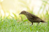 Red Wing Blackbird Female