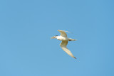 Tern