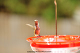 Humming Bird