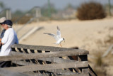 Tern