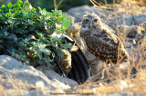 Burrowing Owls