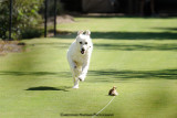 Anatolian Shepherd