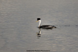 Western Grebe